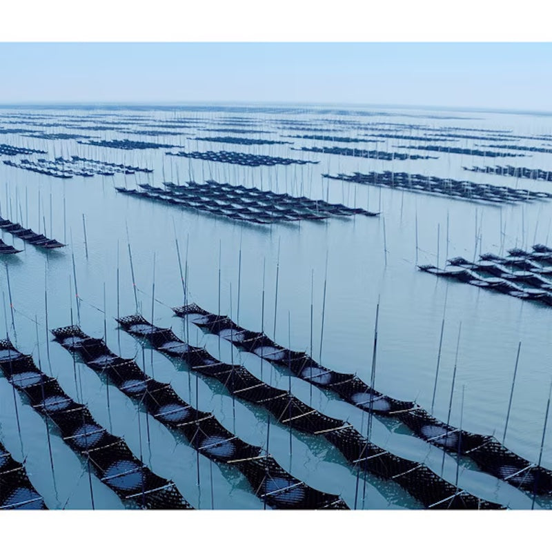 Sun Nori Sea Salt Nori 40 Sheets