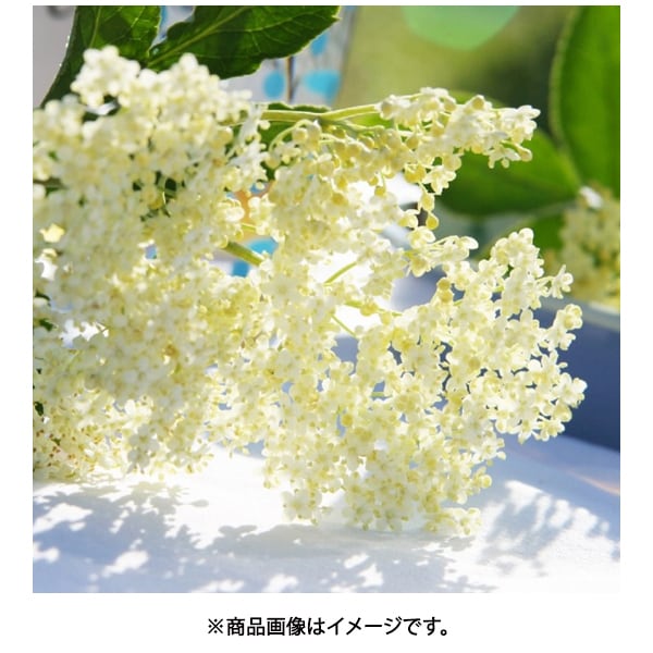 Youki Organic Elderflower Cordial 500ml