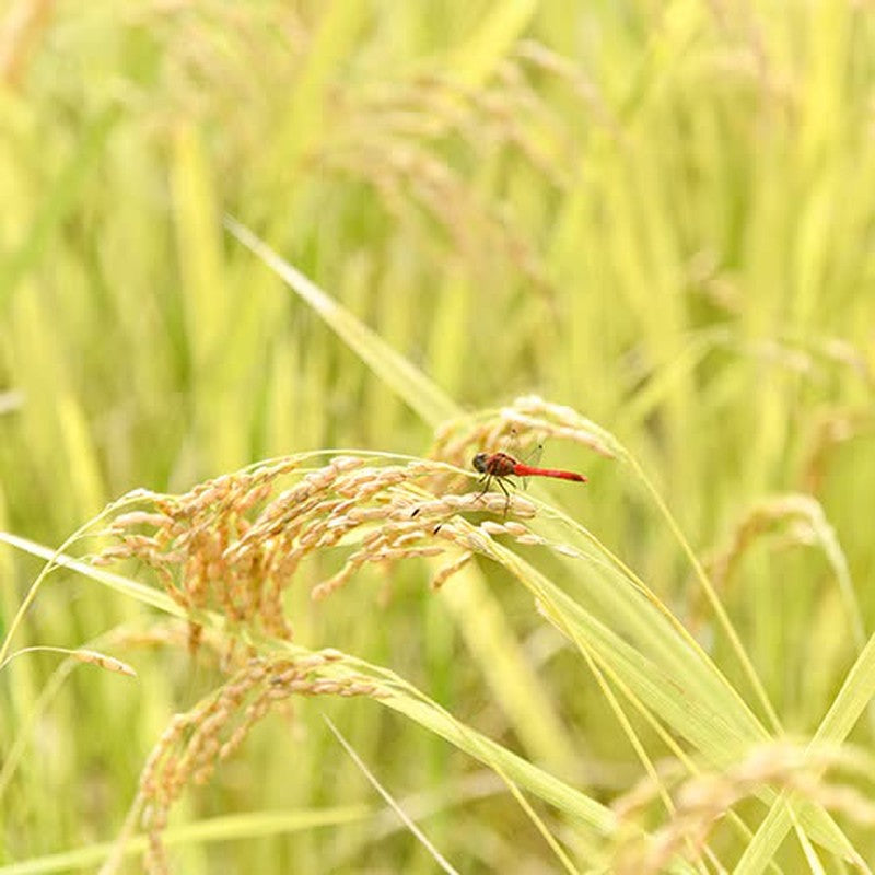 Bio Marche 有机白米 160g