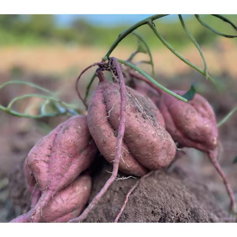 Natural Seikatsu Anno 红薯片 有机