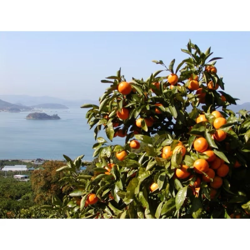 丸松物山整顆柑橘凍 110公克