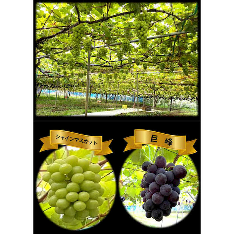 Satonoya Akita Kyoho Semi-Dried Grapes 25g