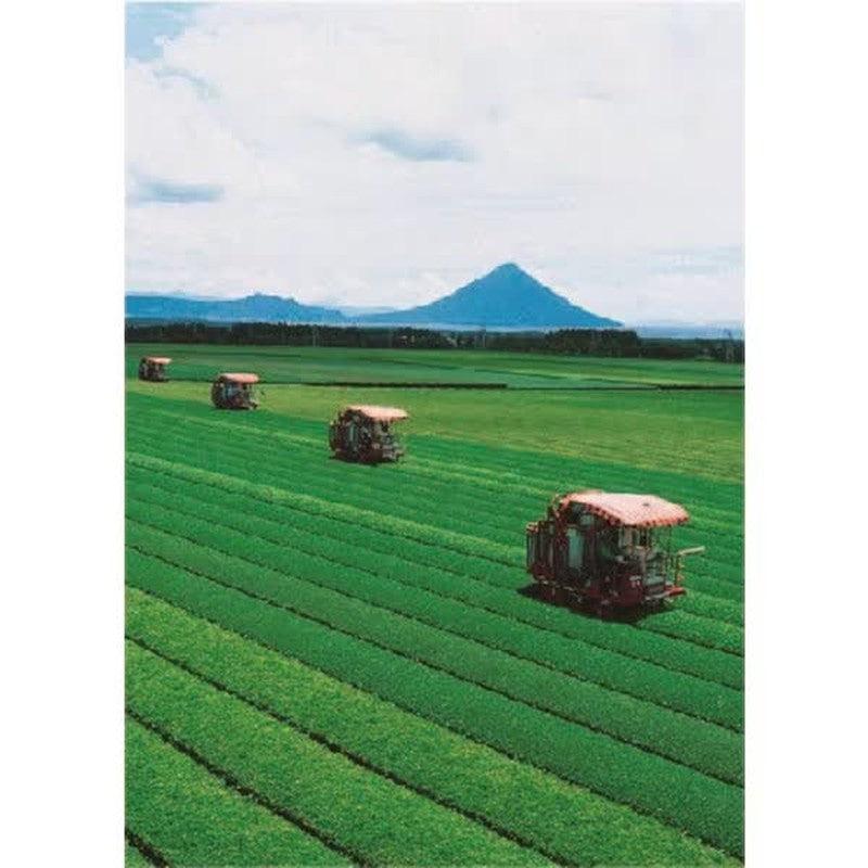 Kunitaro Chiran Tea with Matcha, Triangular Tea Bags, 40 Tea Bags, 80g