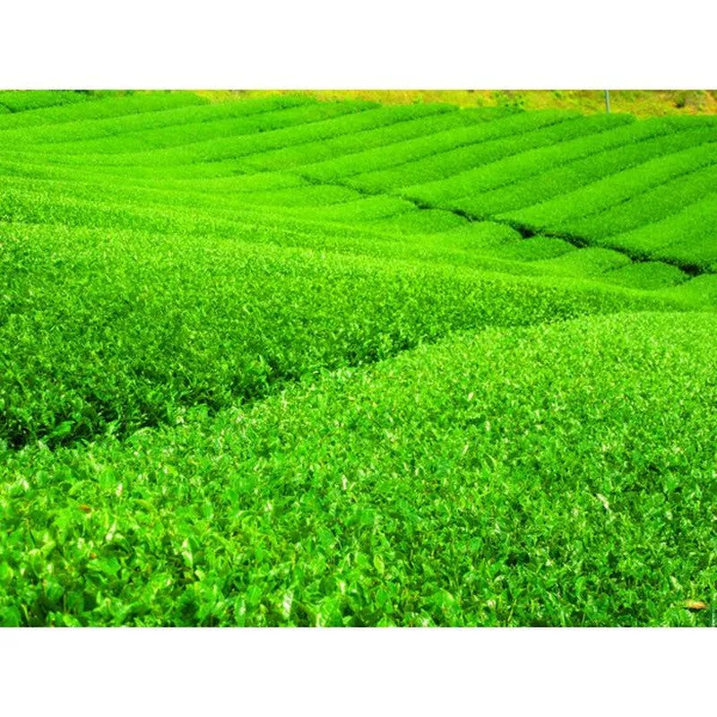 Maruko Tea Uji Matcha Green Tea Tea Bags 250g (5g x 50 bags)