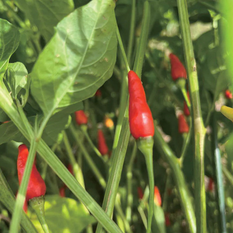 Yonekura Farm HAKU Island Chili Powder 10g