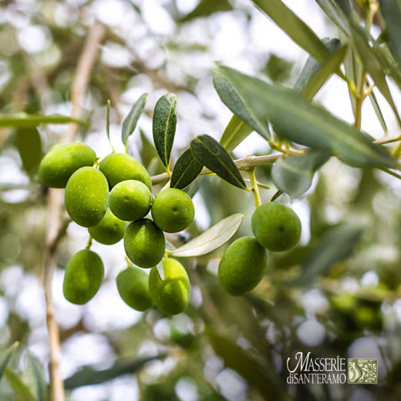 Sant Eramo Green Label Extra Virgin Olive Oil 500ml