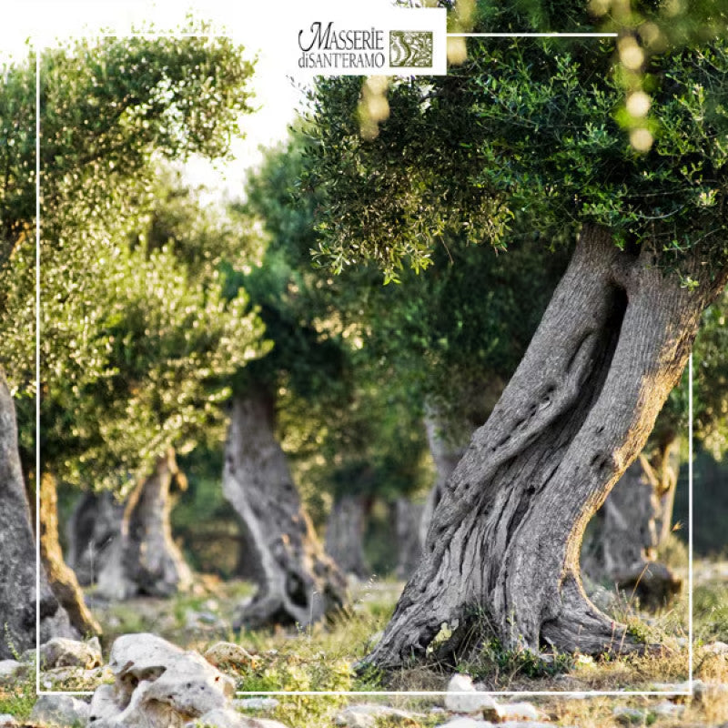 Sant Eramo Green Label Extra Virgin Olive Oil 500ml