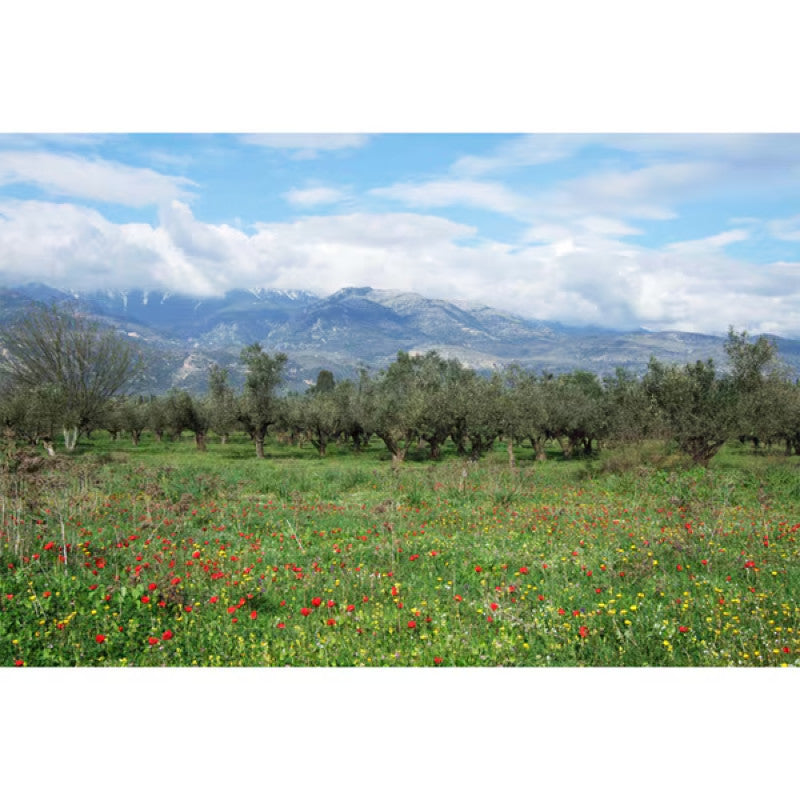 Soramitsu Mountain Oliva EV Olive Oil 45g