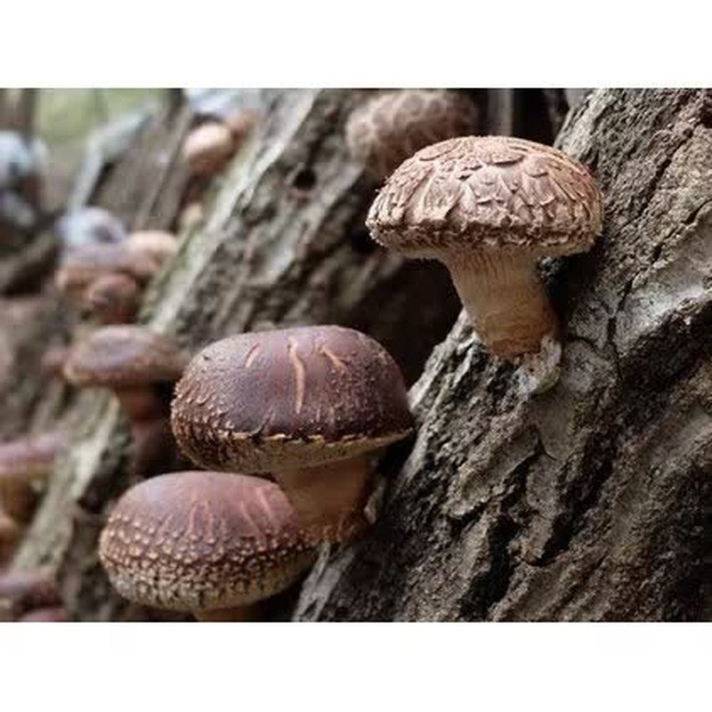Kyushu's Great Nature Shiraki [Dried Shiitake Mushroom] Slices, Kumamoto, 50g