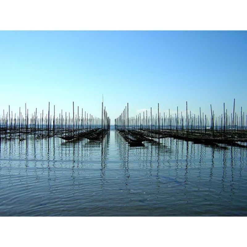 Kimura Nori Kani Tokudane 36 Bundles