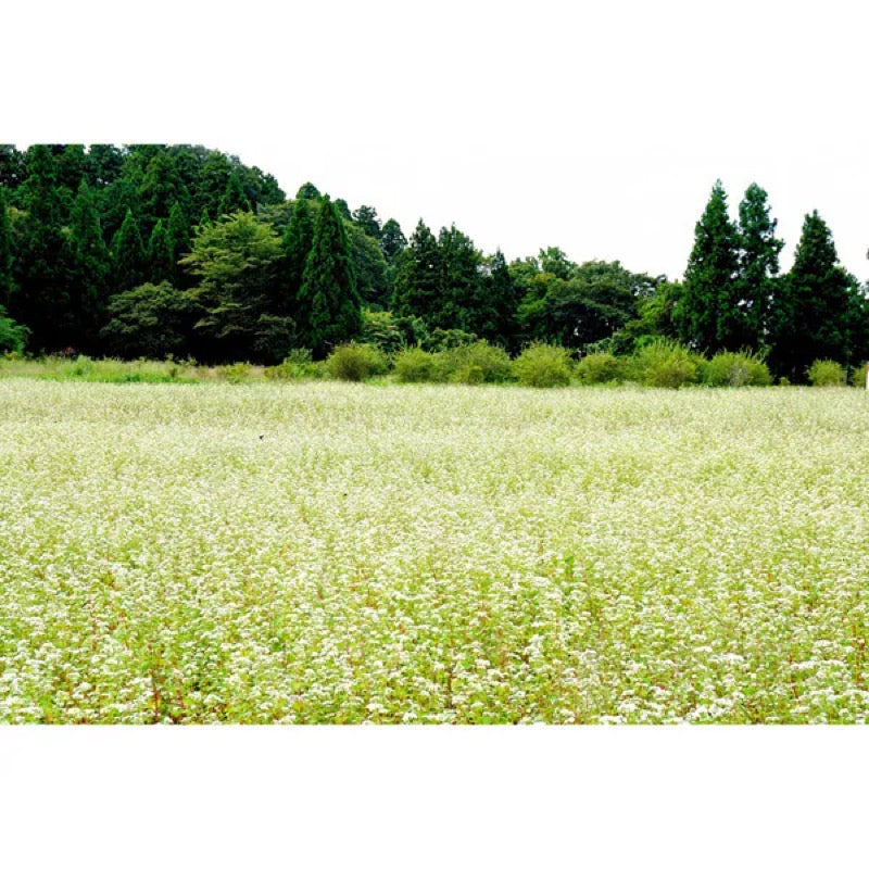 高尾制粉制面播州荞麦面 800克