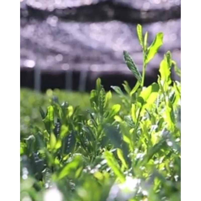 【宝园】初摘八女抹茶 30克