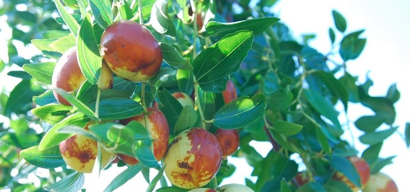 Jujube Chips 24g