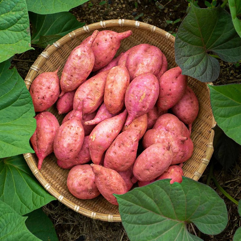 TANECO Dekobo Anno Sweet Potato Roasted and Dried Sweet Potato 20g