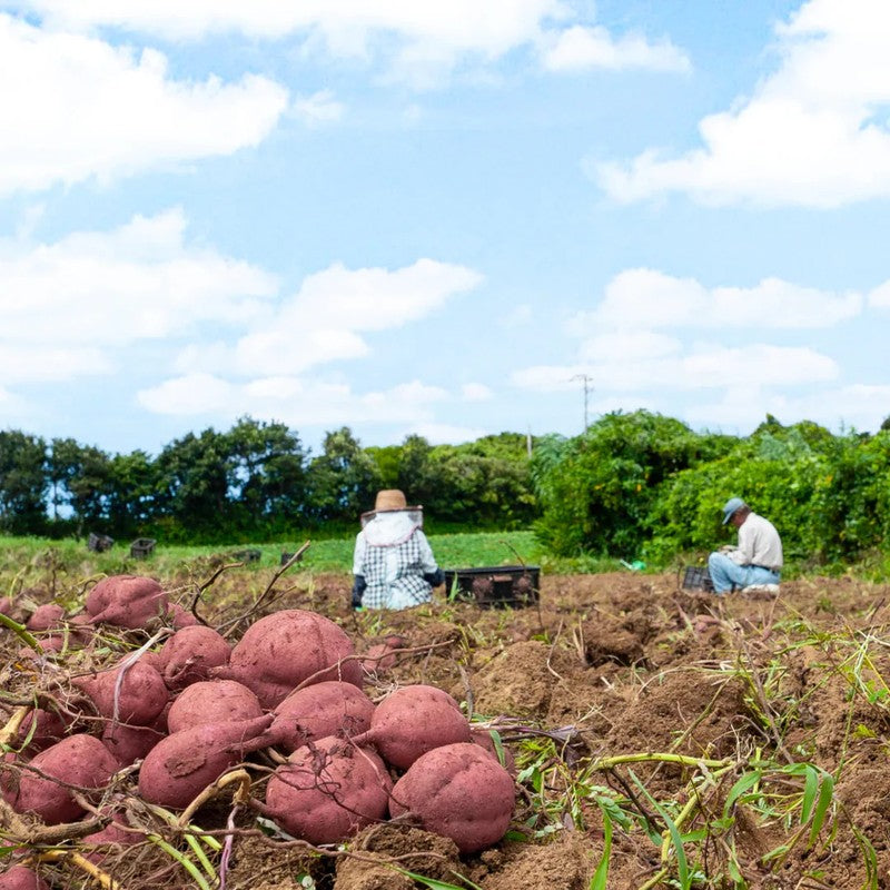 TANECO Dekobo Anno Sweet Potato Roasted and Dried Sweet Potato 20g