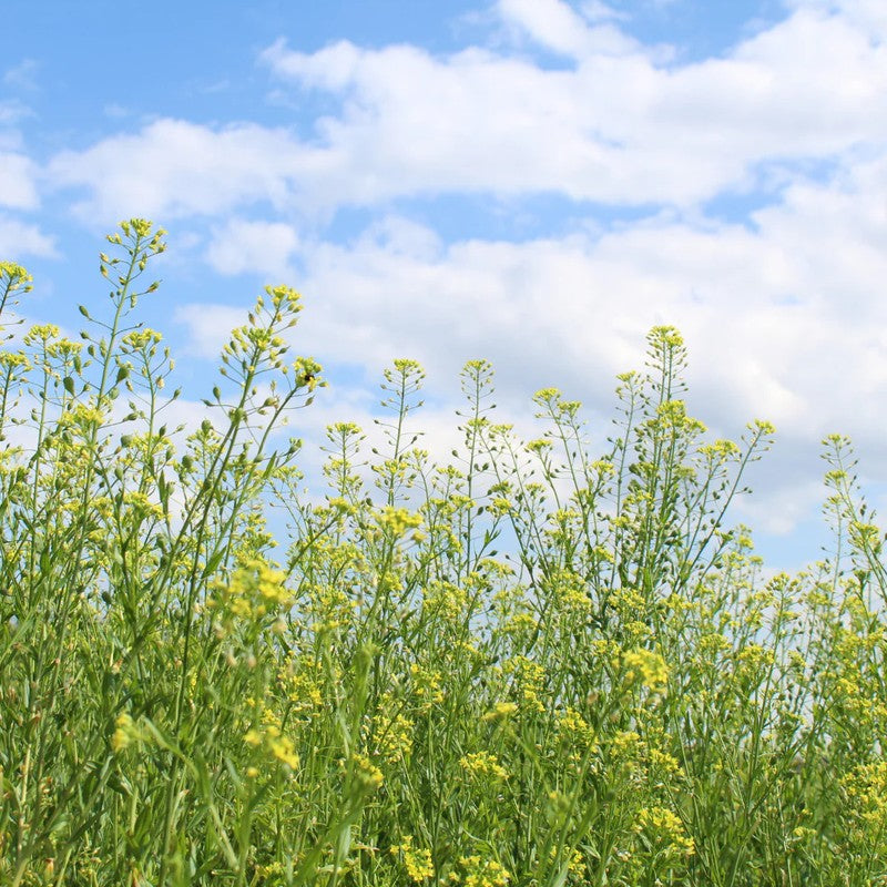 Nalux Holdings Co., Ltd. Domestic Camelina Oil 130g