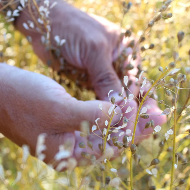 Nalux Holdings Co., Ltd. Domestic Camelina Oil 130g