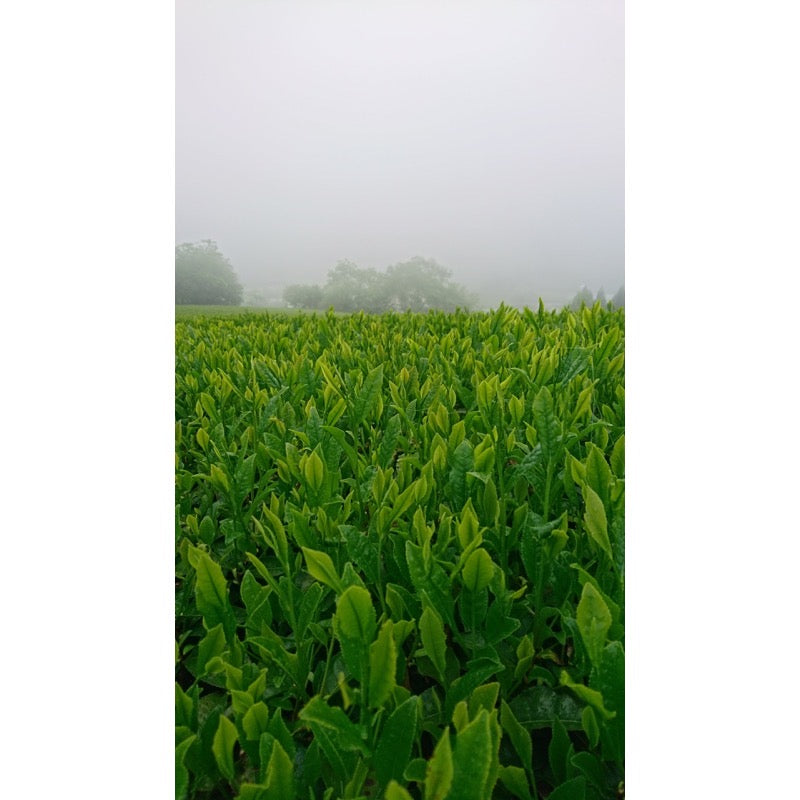 Kaitaen Kurosaka Seicha Okumidori 80g