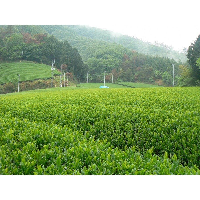 Kaitaen Kurosaka Seicha Okumidori 80g