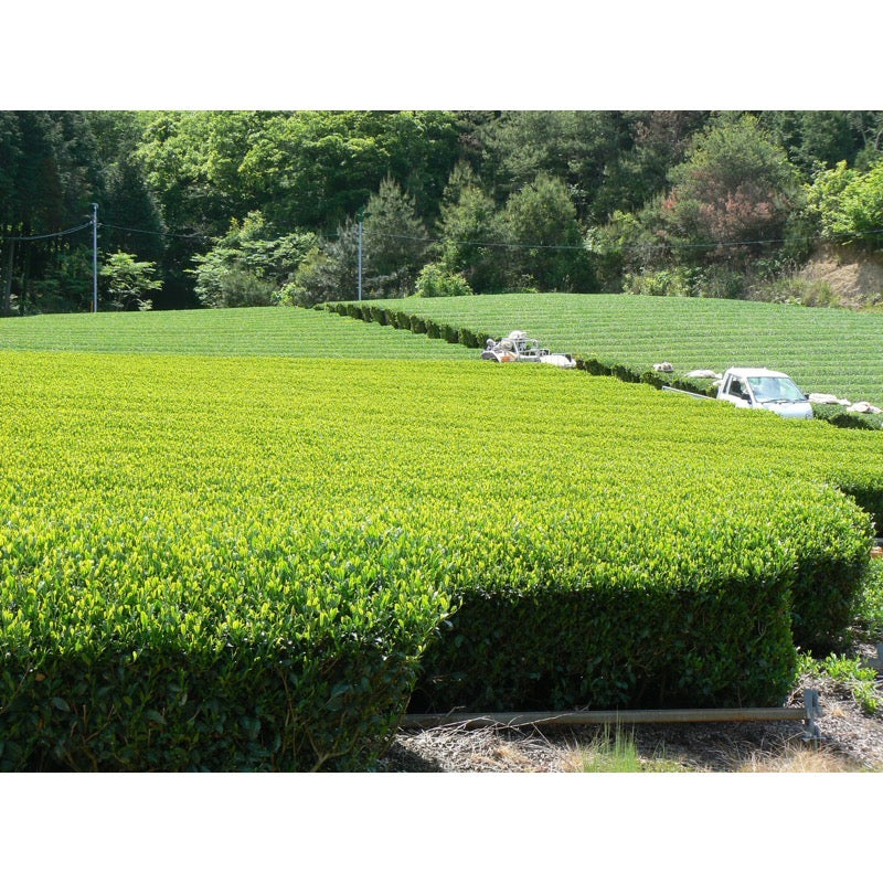 Kaitaen Single Origin Okumidori 40g