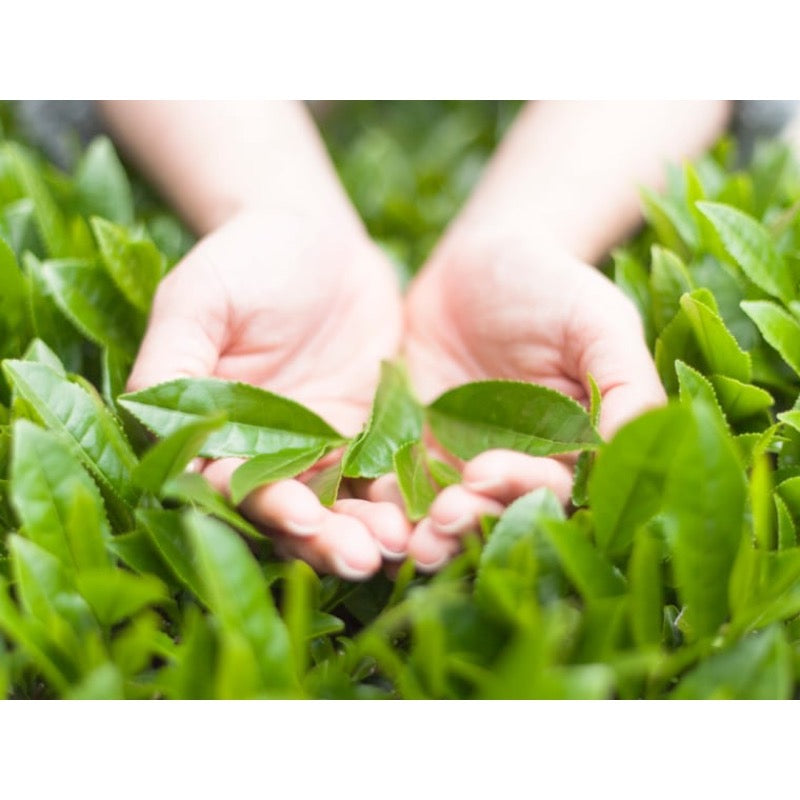 Morihan Uji Kabusecha Green Tea 100g