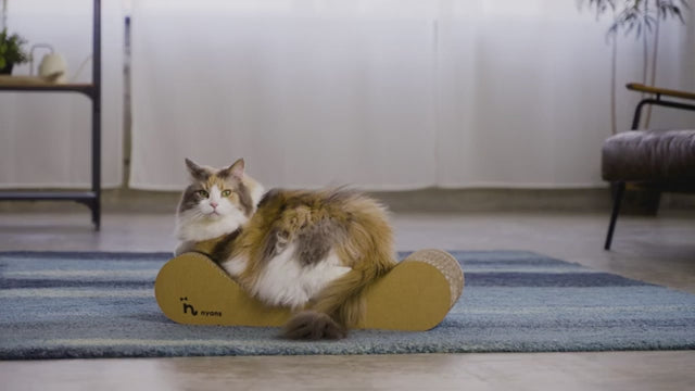 加载视频： nyans 猫抓板木纹盒 日本制造
